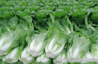 china organic chinese cabbage