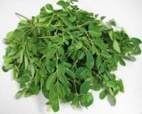 Moringa leaf Organic