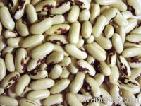 Kidney beans, red kidney beans, white kidney beans, black kidney beans