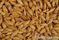 Barley, Feed barley