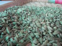 Green pods, cardamum, cardamom, green cardamom spice Suppliers, Exporters