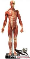 Human Anatomy model for male for art teach Art