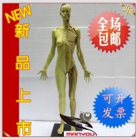 Gk Simulation Pu Edition Art With The Human Body Model 60cm Female