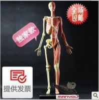 Human musculoskeletal anatomical model Medical skill teaching with GK