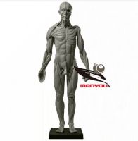 Art medical art with 60cm human musculoskeletal model anatomical gray