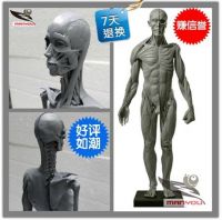 https://ar.tradekey.com/product_view/A-Set-Of-Anatomical-Art-Human-Model-Musculoskeletal-Model-4754888.html