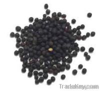 Mustard seeds