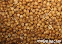 Coriander seeds