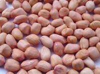 Groundnut Seed