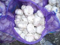 FRESH GARLIC EXCELLENT SELECTION AND QUALITY