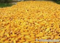 YELLOW CORN