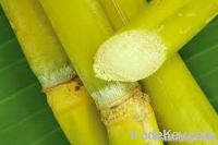 fresh sugar cane