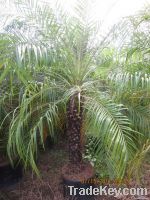 Palm Tree | Live Plant | Indoor Plant | Out Door Plant
