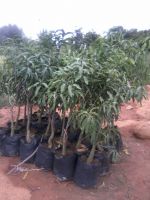 Mango Plant & Trees