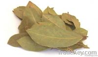 Bay Leaves