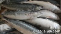 Good Quality 500-600g/pc Mackerel Frozen Fresh Fish