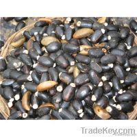 Jatropha Seeds