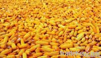 Yellow Corn