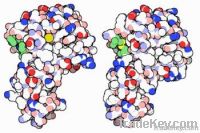 Lysozyme