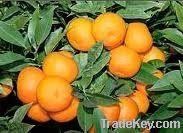 Citrus Aurantium Extract