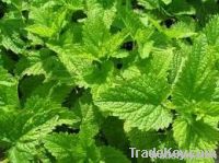 Lemon Balm Extract