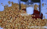 Coriander Seed