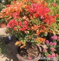 https://fr.tradekey.com/product_view/Bougainvillea-4302129.html