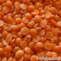 Split Red Lentil