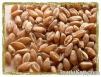 Wheat Wholesaler