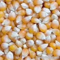 Maize | Maize Exporter | Corn Grain Seller | Maize Buyer | Bulk Maize Grain Importer | Corn bean Buyer | Corn bean Wholesaler | Corn Grain Manufacturer | Best Quality Corn Grain | Cheap Maize Supplier | Low Price Corn | Yellow Corn | White Cron | Baby Mai