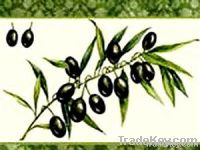 karavas  export company greek olive oil
