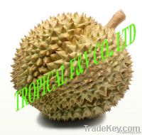 https://ar.tradekey.com/product_view/Durian-Fruit-4463799.html