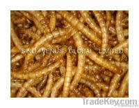 Wild Bird Food Dried Mealworms (SV-DM) Freeze Dried