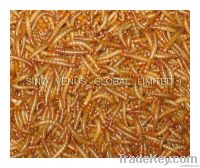Wild Bird Food Dried Mealworms (SV-DM) bird feed