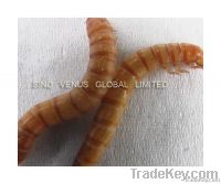 Natural Pet Food Mealworm insect larva