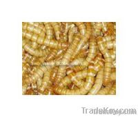 Natural Pet Food Mealworm (SV-DM) Fresh