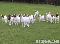 BOER GOATS