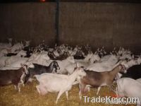 DAIRY MILKING SAANEN GOATS