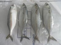Frozen indian mackerel whole round for sales