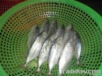 Frozen short bodied mackerel whole round for sales