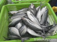 Frozen horse mackerel whole round for sales