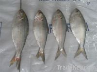 Frozen sardine fish whole round for sales