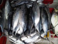 Frozen bonito tuna whole round for sales