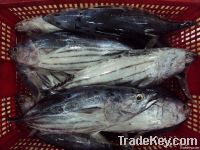 Frozen skipjack tuna whole round for sales