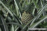 Fresh Pineapple Fruit