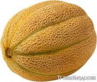 Yellow Melon
