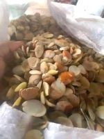 OGBONO