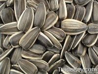 New Crop Sunflower Seeds Suppliers | Sunflower Seed Exporters, | Sunflower Black Seed  | Striped Black Seed | Flowers Seed | Sunflower Kernels