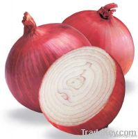 fresh onion