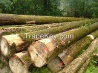 WHITE POPLAR LOG